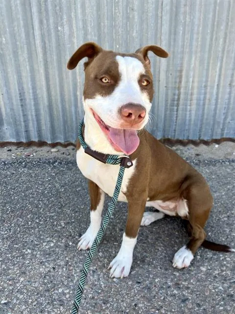 A young medium-sized female Pit Bull Terrier dog named Jupiter for adoption in Albuquerque, NM