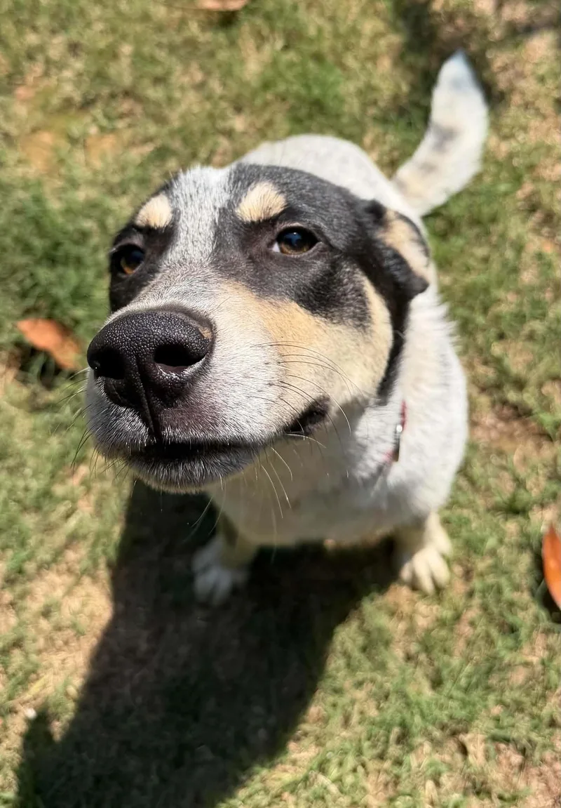 A young medium-sized male Australian Cattle Dog / Blue Heeler dog named Jack for adoption in Houston, TX