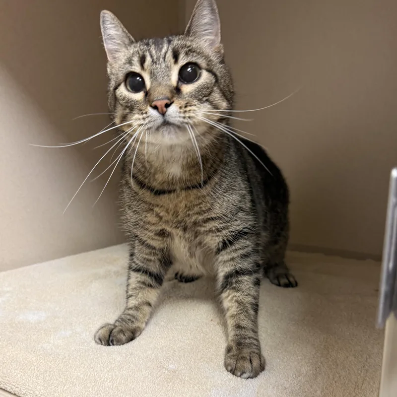 An adult medium-sized female Domestic Short Hair cat named Badger for adoption in Kearney, NE