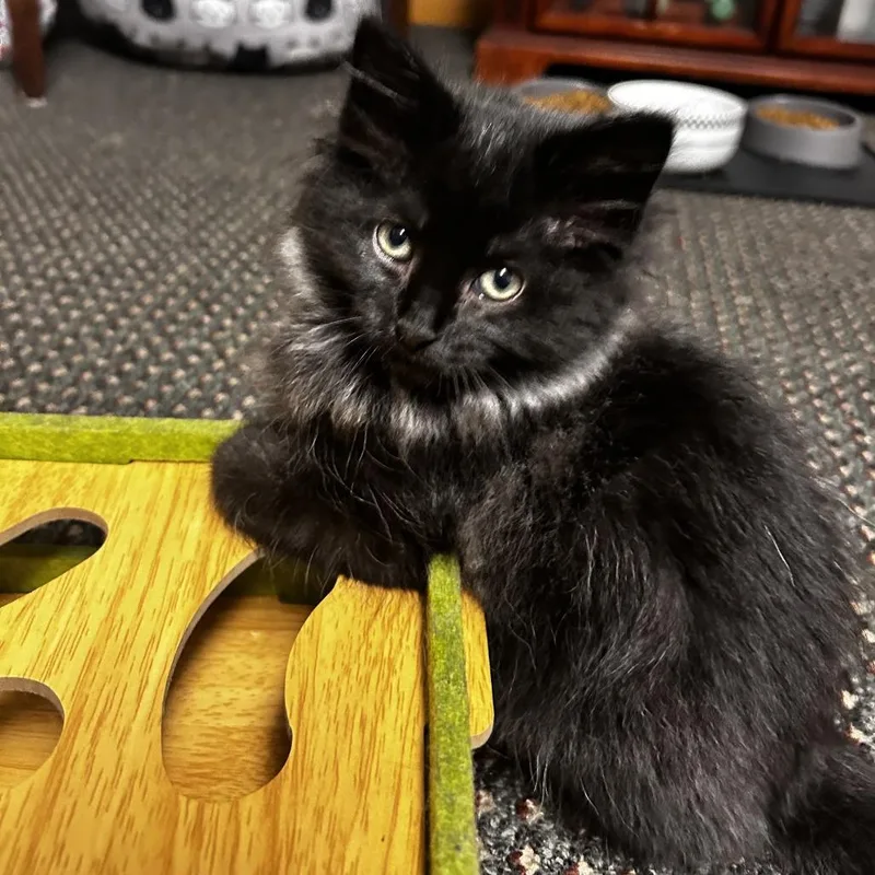 A baby small-sized female Black Domestic Long Hair cat named Lollapalooza for adoption in North Branford, CT