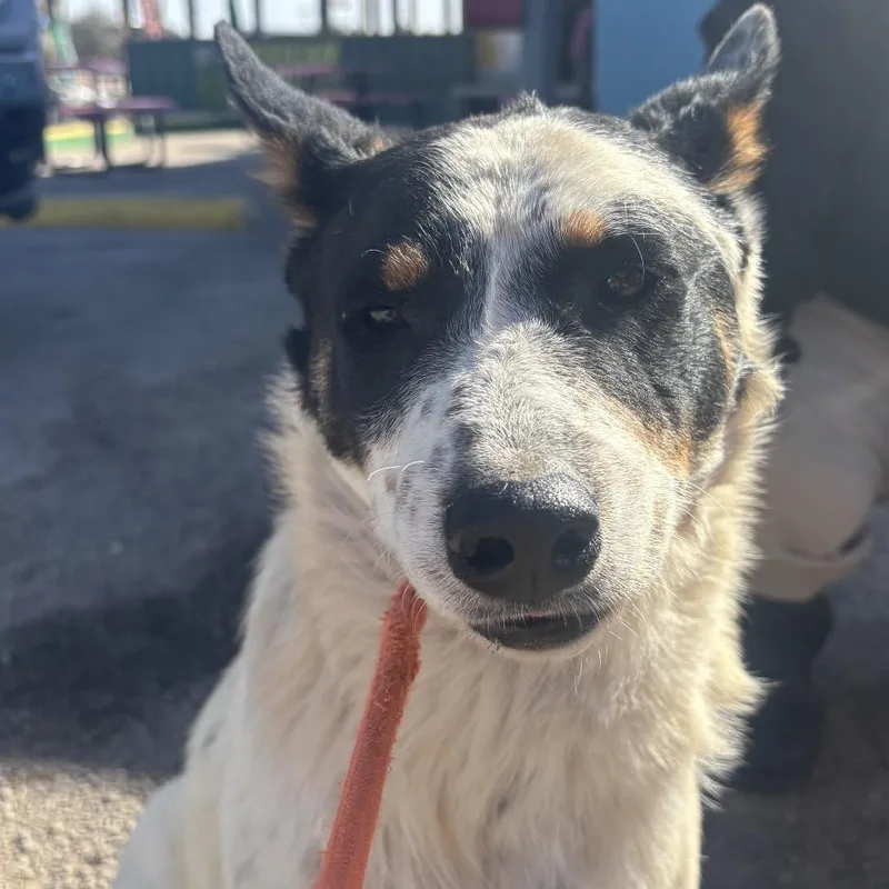An adult medium-sized male White / Cream Cattle Dog dog named Kip for adoption in Bend, OR
