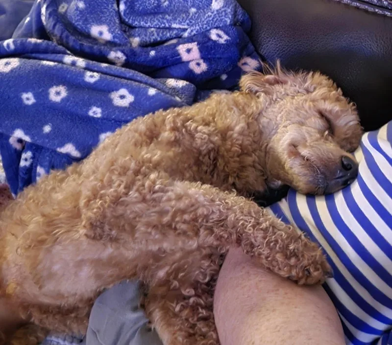 Bailey