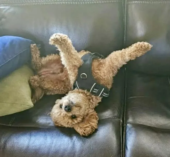Bailey thumbnail 2