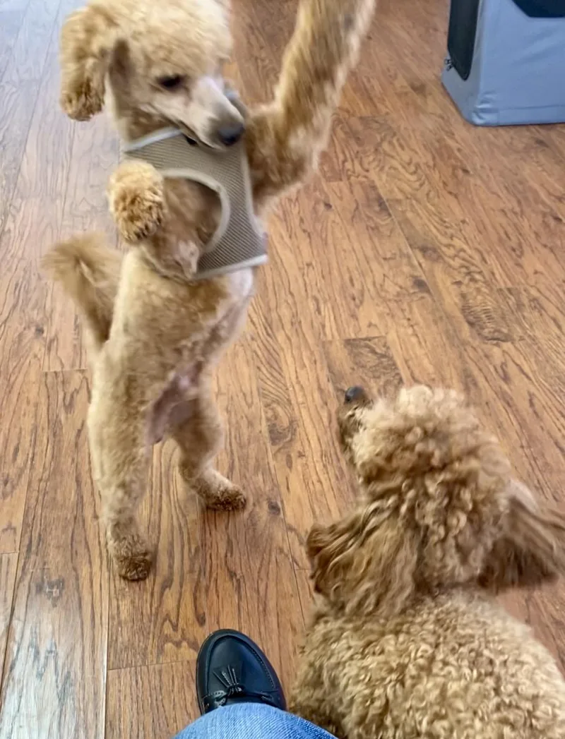 Bailey thumbnail 3