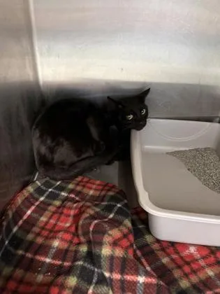 An adult large-sized male Domestic Short Hair cat named Waffles for adoption in Lafayette, IN