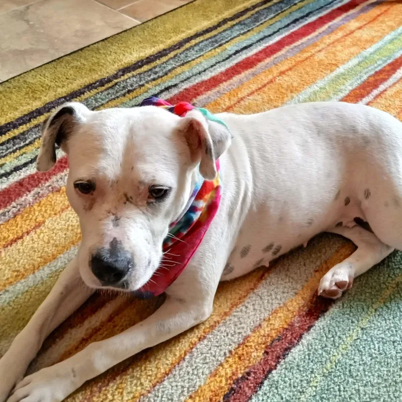 An adult medium-sized female Terrier dog named Betty White for adoption in Corpus Christi, TX