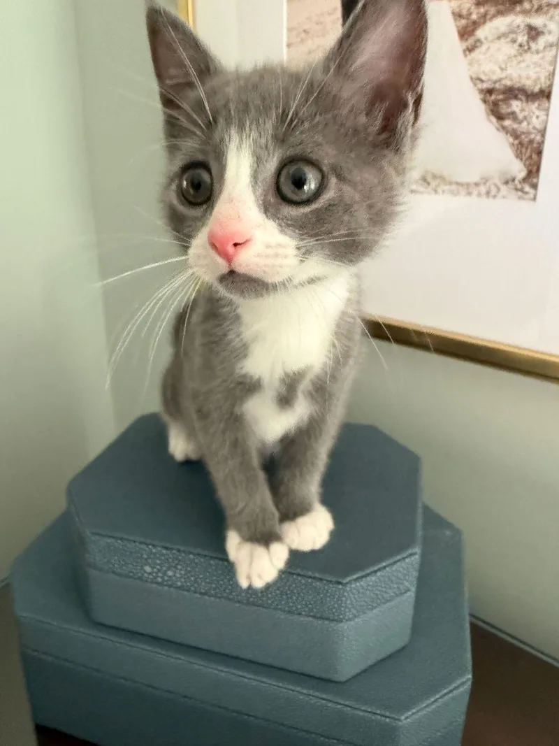 A baby medium-sized female Gray & White Domestic Short Hair cat named Pg for adoption in Columbia, SC