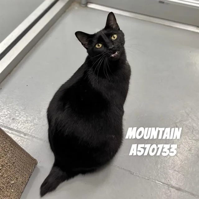 Mountain