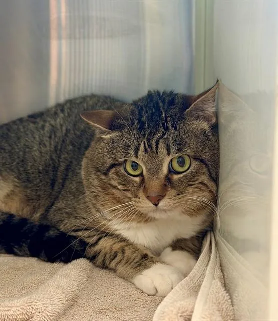 An adult large-sized male Domestic Short Hair cat named Oshie for adoption in Brighton, CO