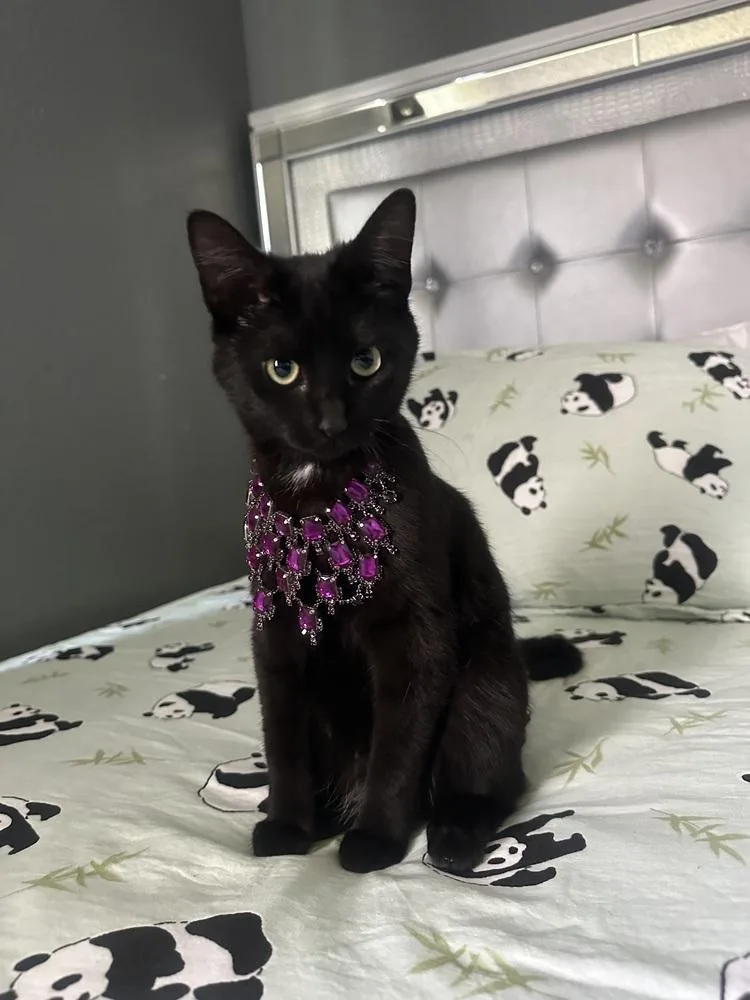 A baby medium-sized female Black Bombay cat named Molly for adoption in Woodinville, WA