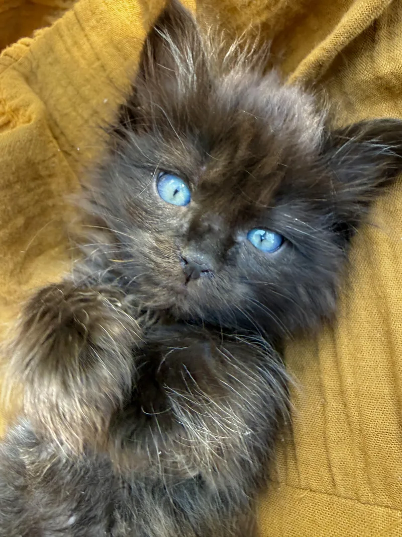 A baby medium-sized male Black Domestic Short Hair cat named Bennie for adoption in Fruit Heights, UT