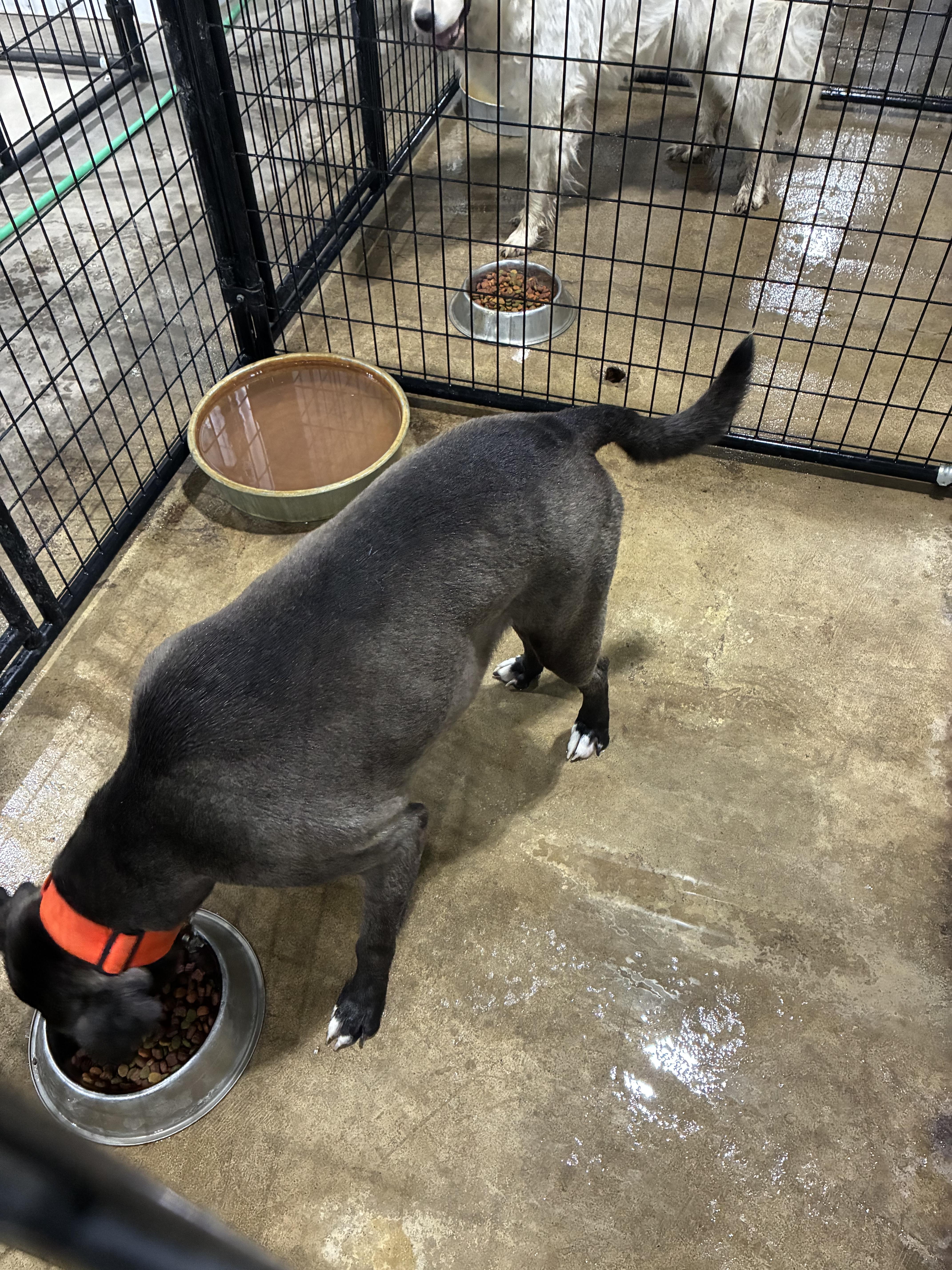 An adult medium-sized male Gray / Blue / Silver Pit Bull Terrier dog named Grayson for adoption in St Henry, OH