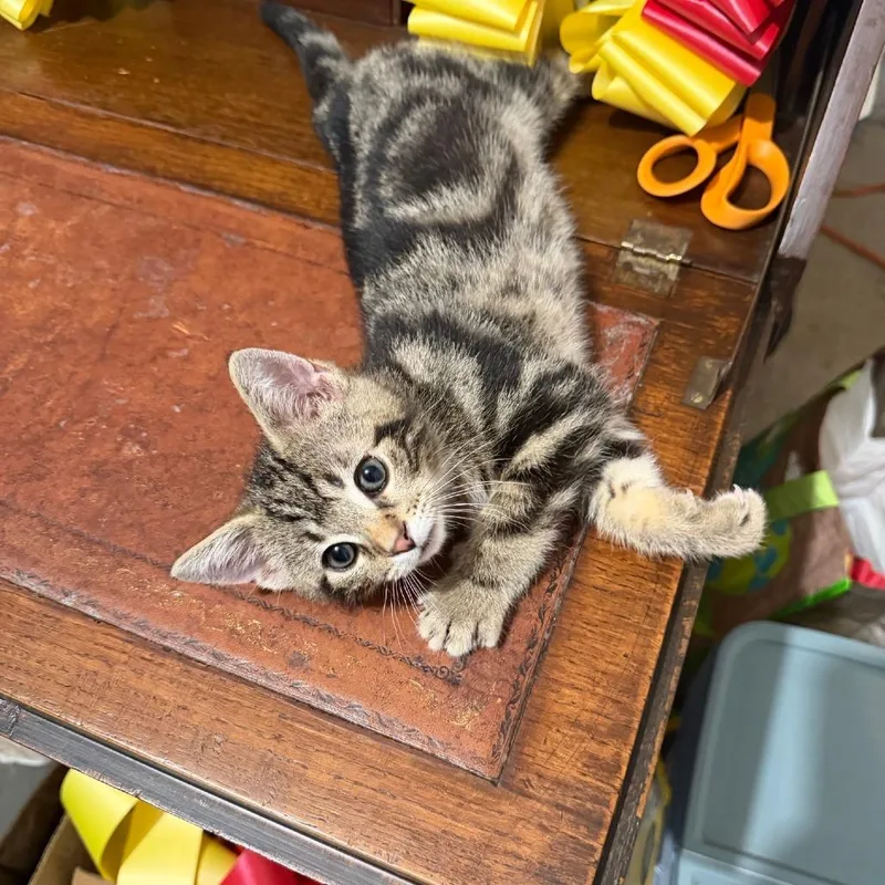 A baby small-sized male Buff / Tan / Fawn Domestic Short Hair cat named Dan for adoption in Jasper, IN