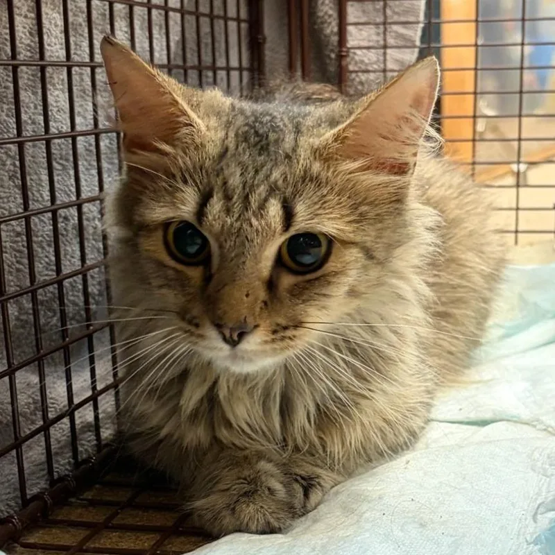 A young medium-sized female Domestic Medium Hair cat named Maybell for adoption in Chattanooga, TN