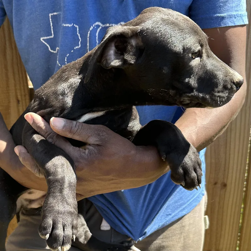 Brisket  Local April thumbnail 3