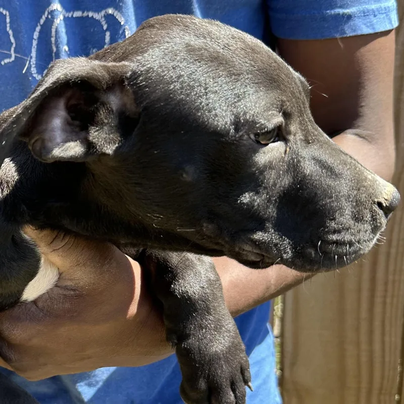 Brisket  Local April thumbnail 4