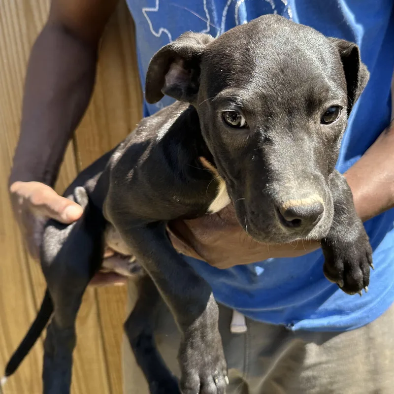 Brisket  Local April thumbnail 5