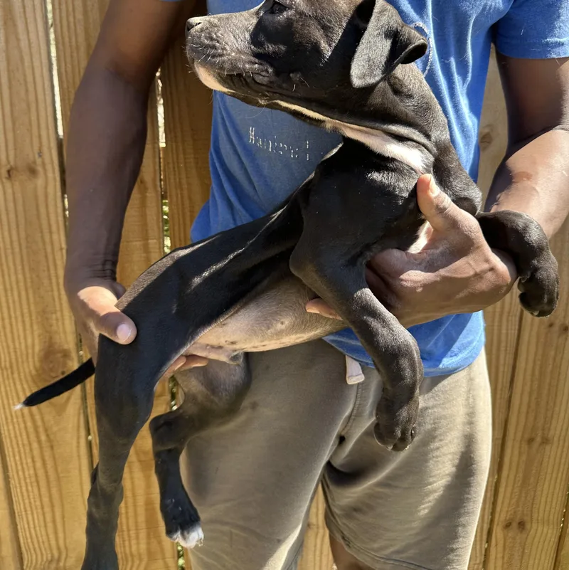 Brisket  Local April thumbnail 6