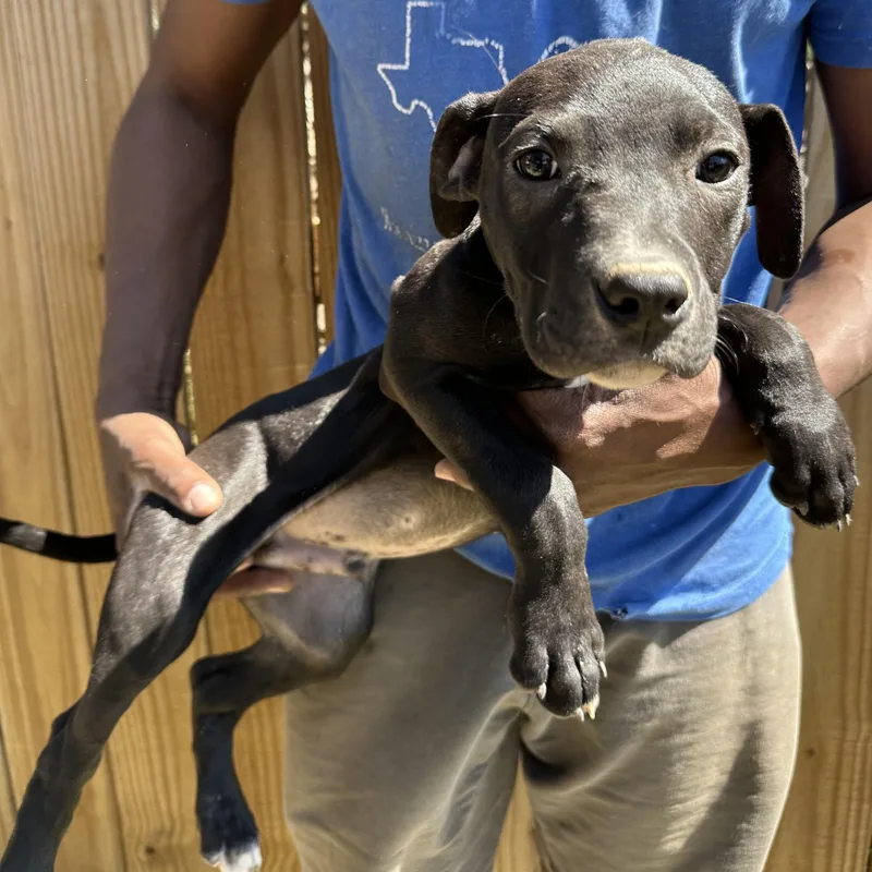 Brisket  Local April