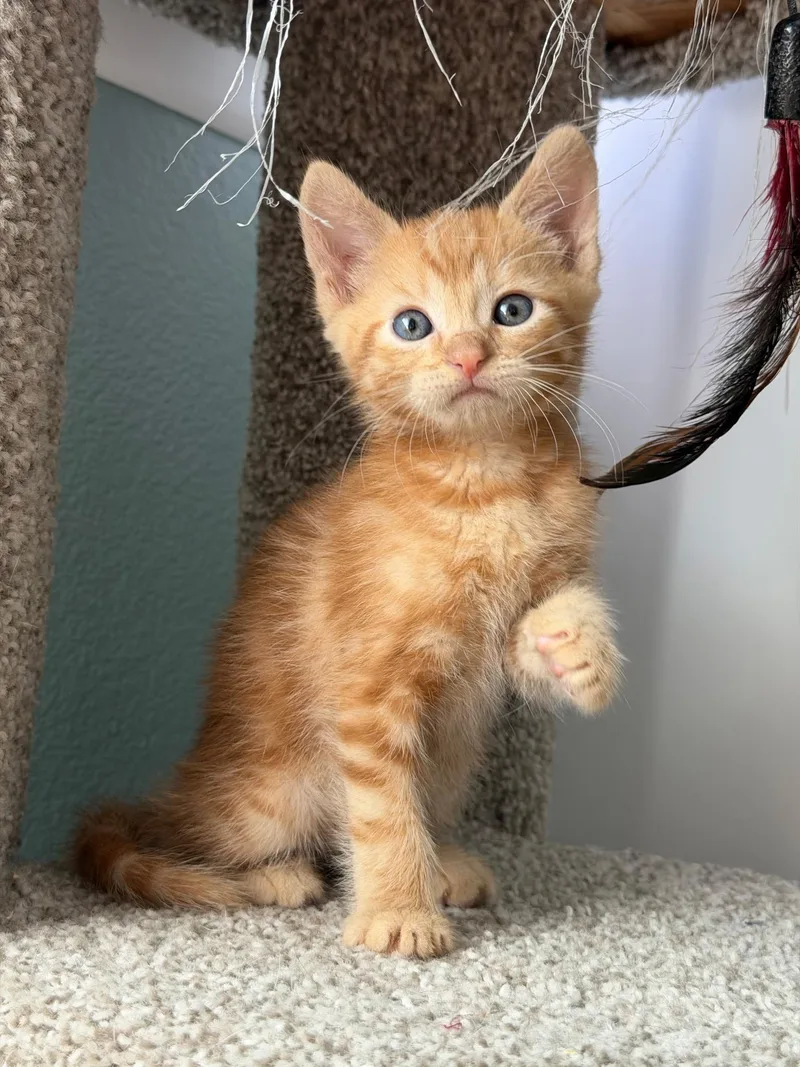 A baby large-sized male Tabby (Orange / Red) Tabby cat named Winston for adoption in San Juan Capistrano, CA