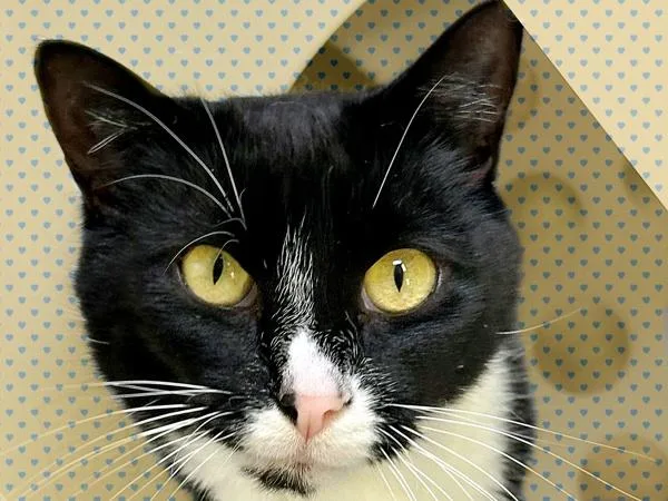 An adult small-sized male Domestic Short Hair cat named Tiny for adoption in Sherwood, OR