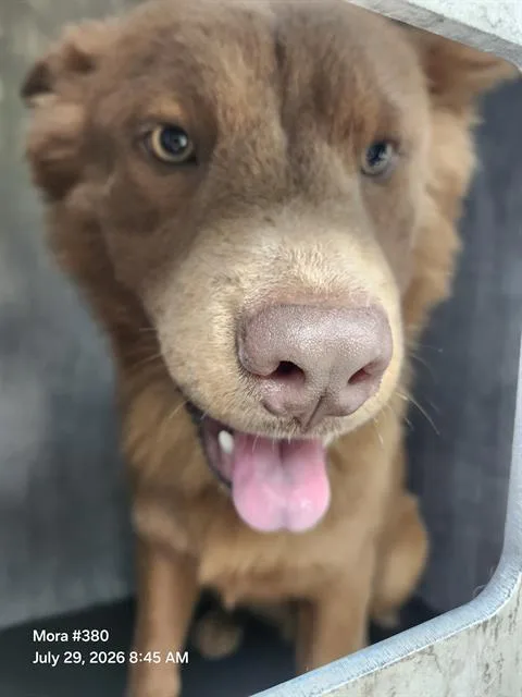 A young medium-sized male Chow Chow dog named Mathew for adoption in San Antonio, TX