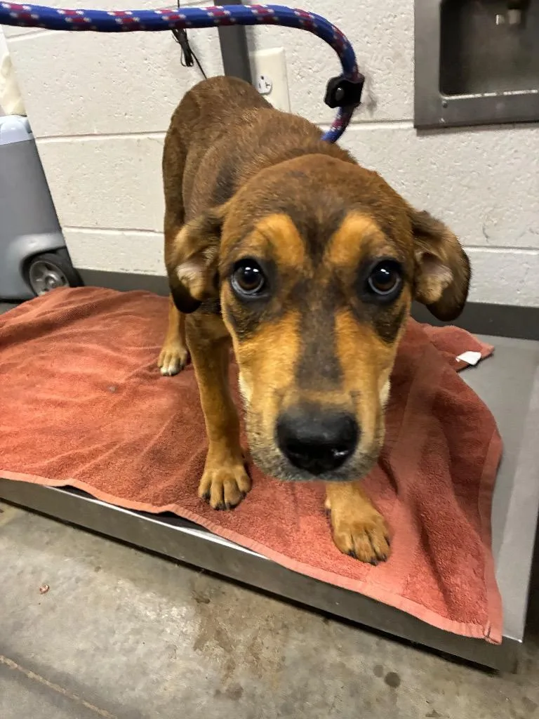 A baby large-sized female Mixed Breed dog named Delilah for adoption in Oxford, NC