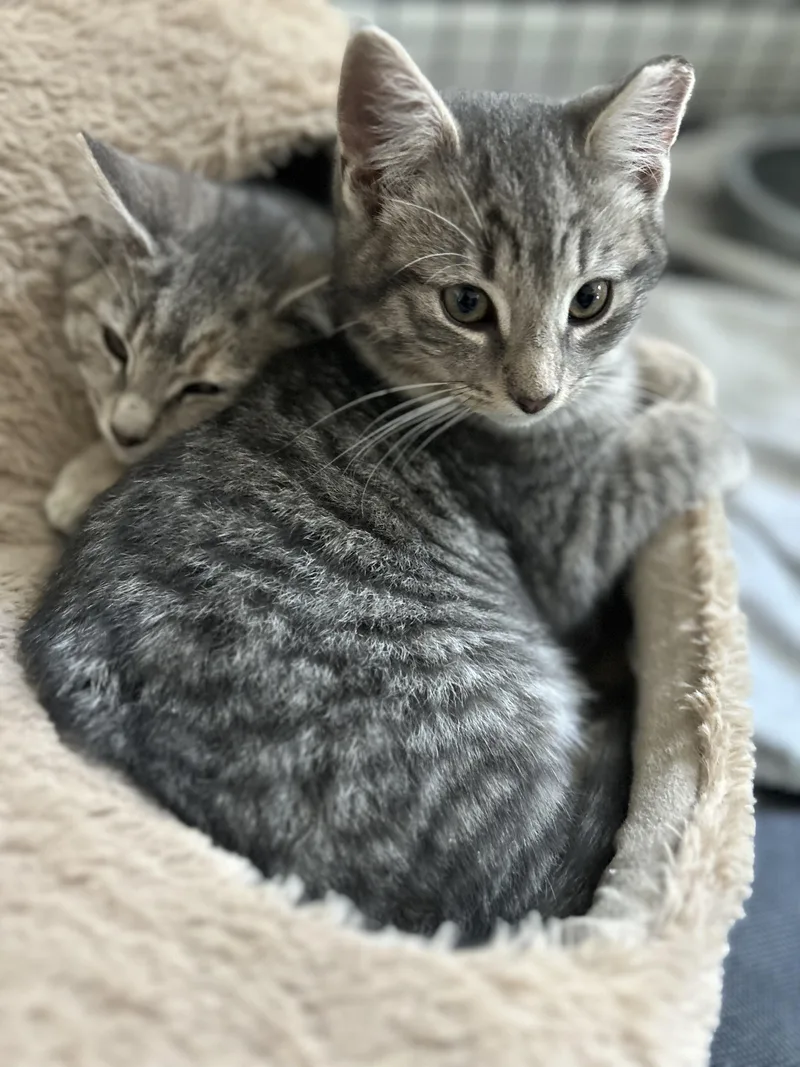 🐾carrie & Kirby!!!!🐾 thumbnail 6