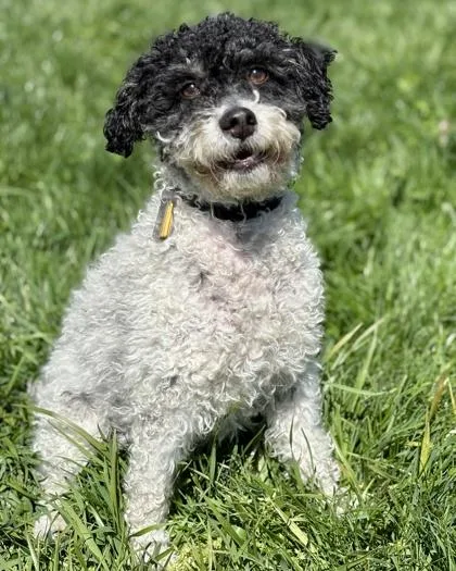 An adult small-sized male Poodle dog named Empire for adoption in Malvern, PA