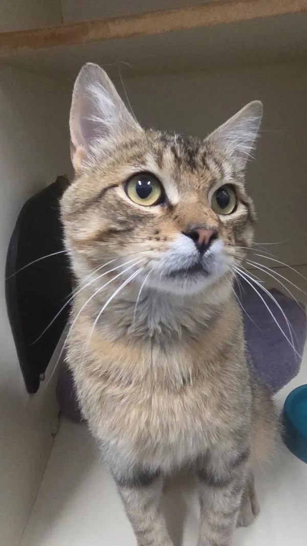 A young small-sized male Domestic Short Hair cat named Sisco for adoption in Salt Lake City, UT