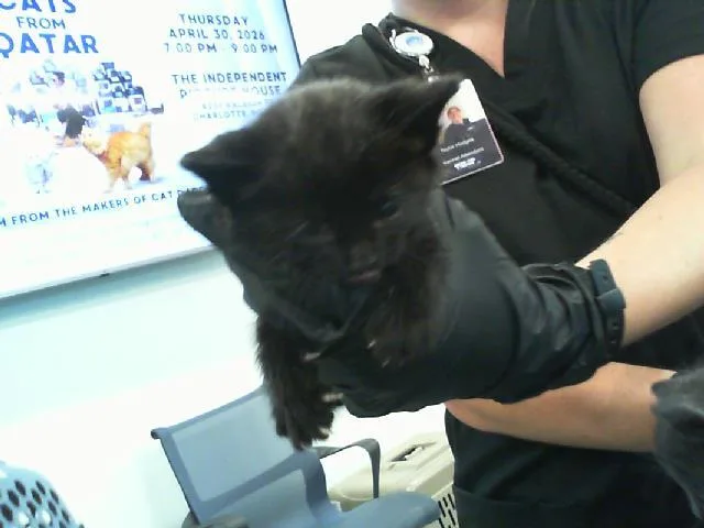 A baby small-sized male Domestic Short Hair cat named Smoke for adoption in Charlotte, NC