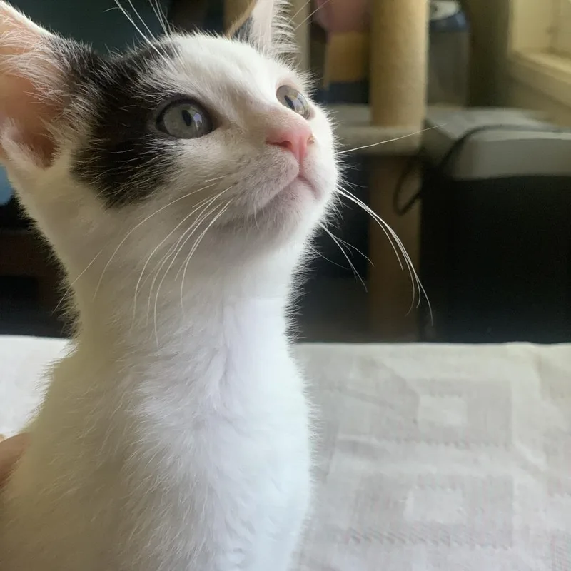 A baby small-sized male White Domestic Short Hair cat named Bert for adoption in Riverside, CA