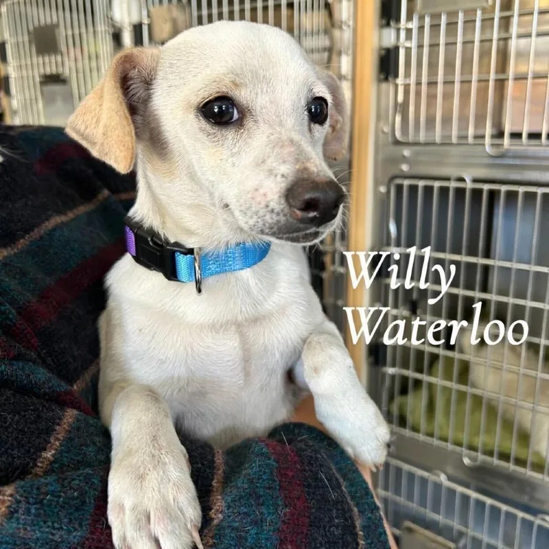 Willy Waterloo thumbnail 2