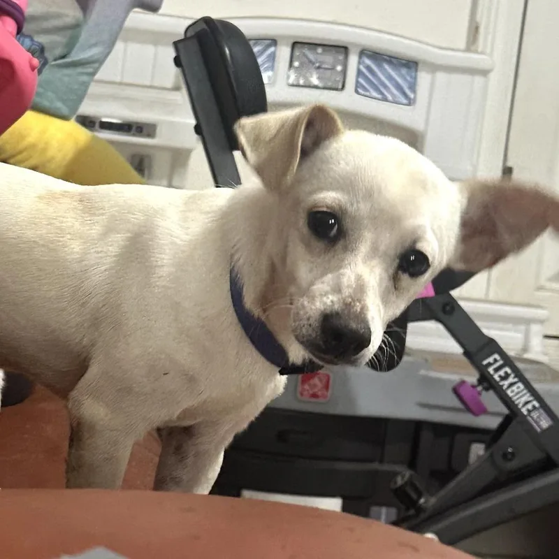 Willy Waterloo thumbnail 5