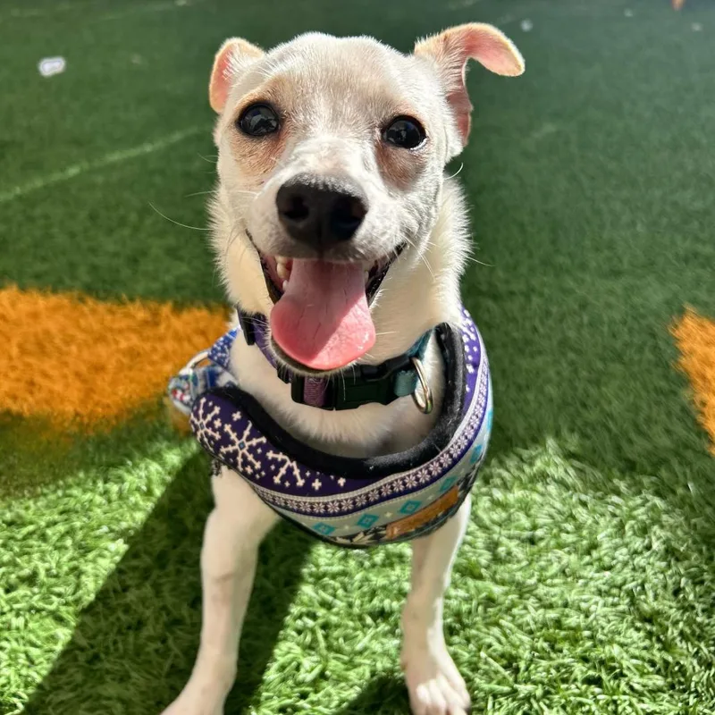 Willy Waterloo thumbnail 6