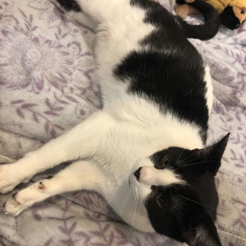 Cowgirl Boots And Phoenix