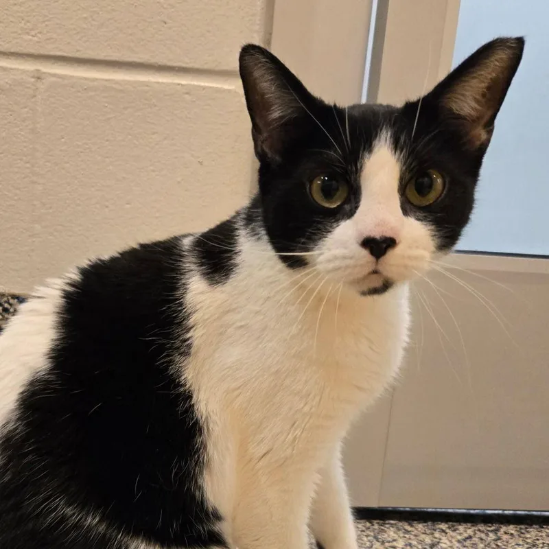 Cowgirl Boots And Phoenix thumbnail 2