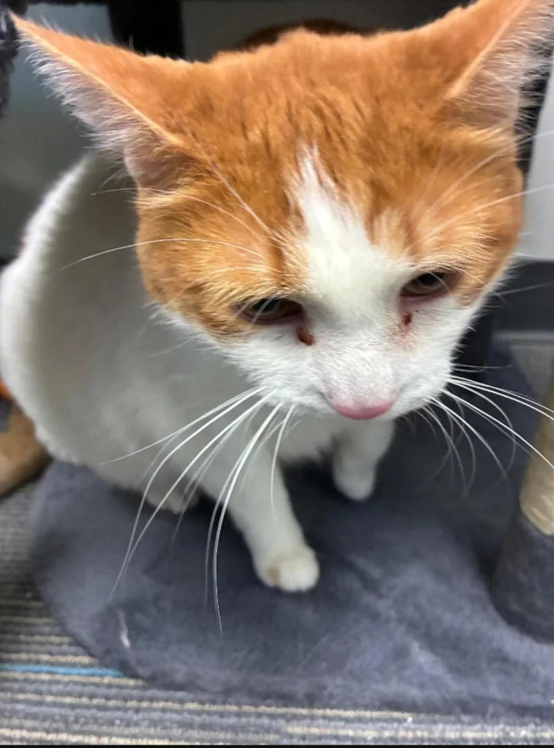 Cowgirl Boots And Phoenix thumbnail 3