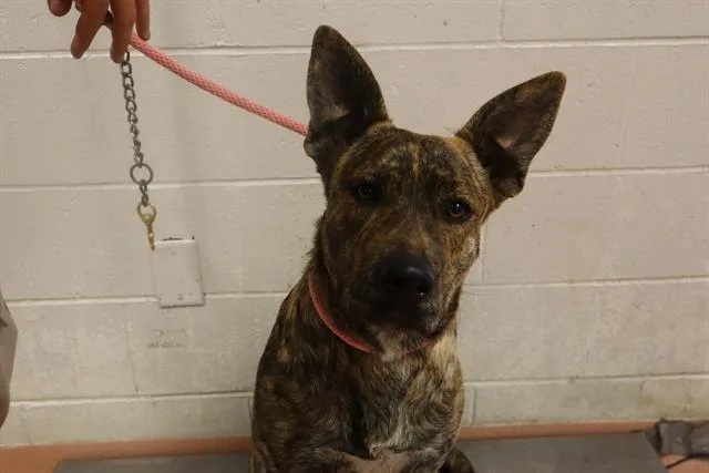 A young medium-sized female Mixed Breed dog named Star for adoption in Columbia, SC