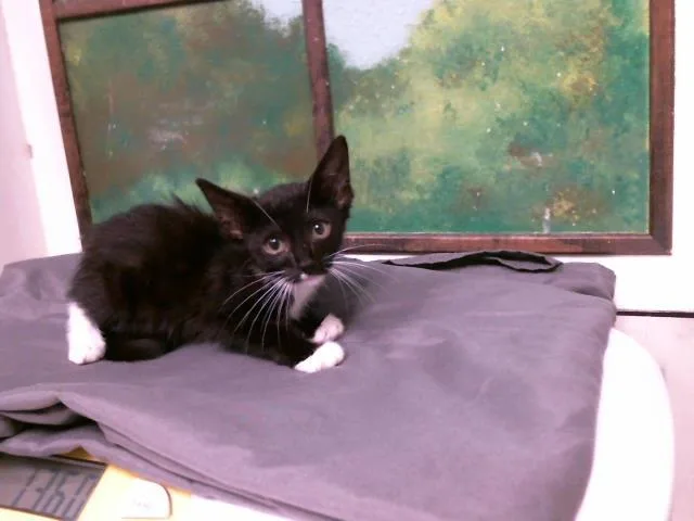 A baby small-sized female Domestic Short Hair cat named Francine for adoption in Houston, TX