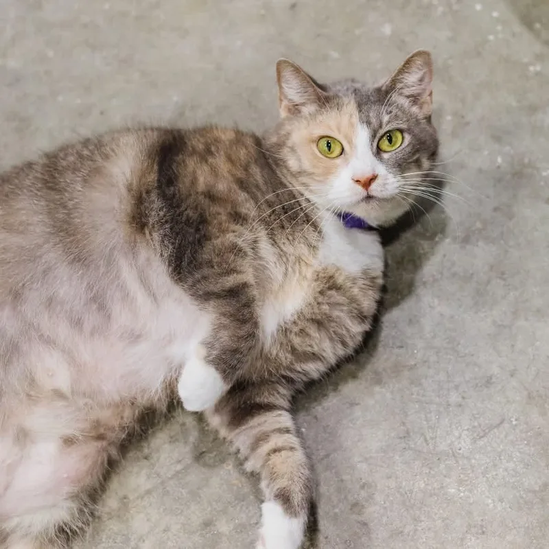 An adult small-sized male Domestic Medium Hair cat named Boots for adoption in Washington, DC