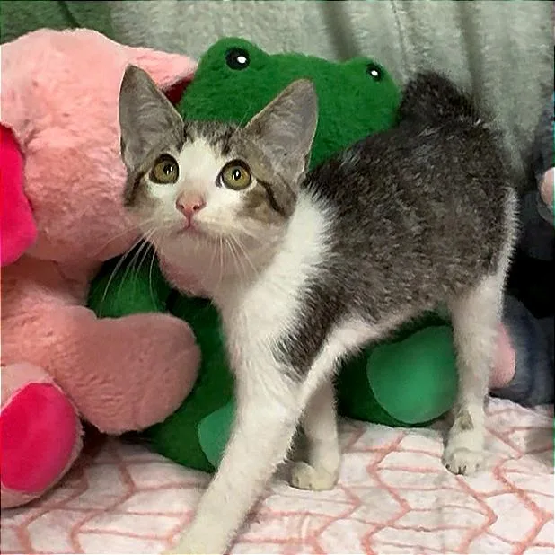 A baby small-sized female White Domestic Short Hair cat named LadyBug for adoption in Deerfield, IL