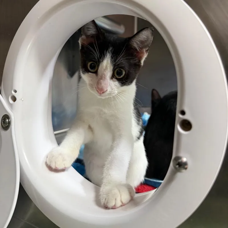 A baby small-sized female White Domestic Short Hair cat named Moxie for adoption in Pensacola, FL