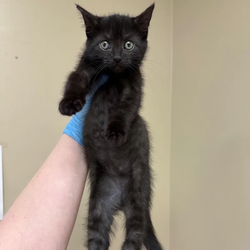 A baby small-sized female Black Domestic Short Hair cat named Fallon for adoption in Birmingham, AL