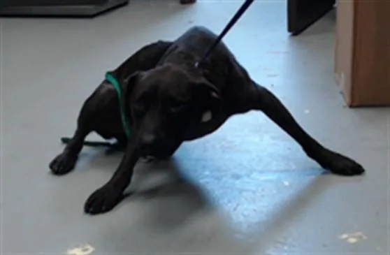 A young small-sized male Plott Hound dog named Zako for adoption in Fayetteville, NC