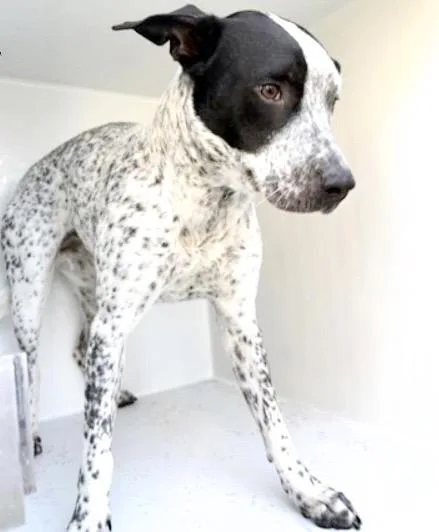 A young large-sized female Australian Cattle Dog / Blue Heeler dog named A for adoption in Houston, TX