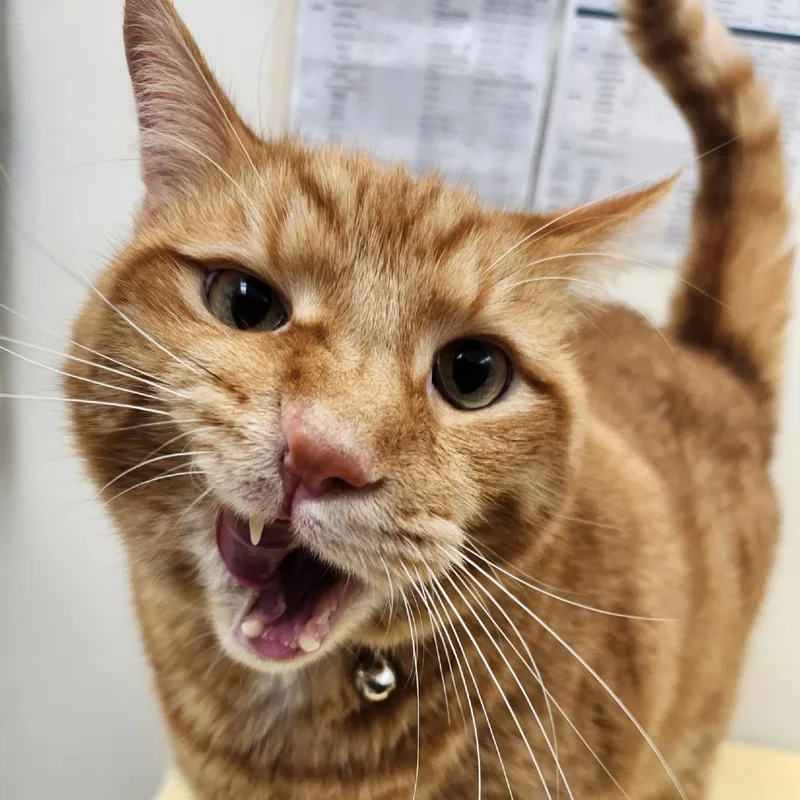 An adult extra large-sized male Orange / Red Domestic Short Hair cat named Henri for adoption in Oshkosh, WI