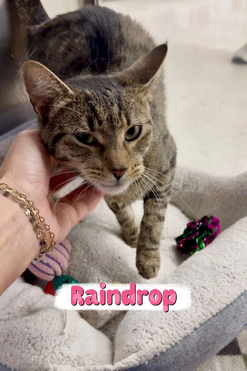 A young medium-sized female Domestic Short Hair cat named Raindrop for adoption in Spring Lake, NJ