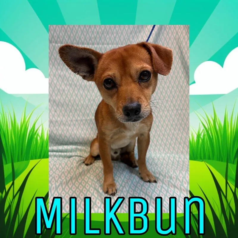 An adult small-sized male Yellow / Tan / Blond / Fawn Chihuahua dog named Milkbun for adoption in Royse City, TX