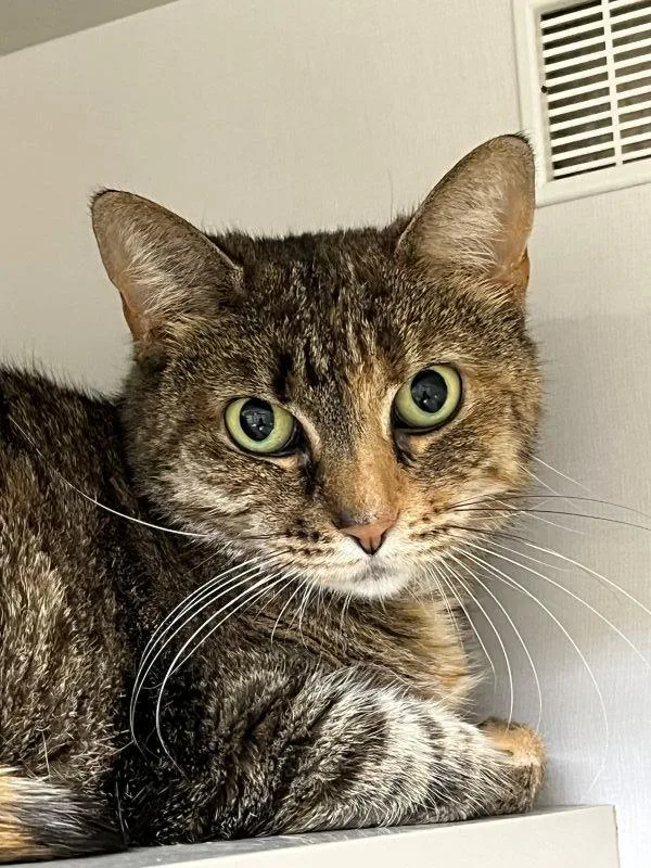 An adult medium-sized female Domestic Short Hair cat named Sheeba for adoption in Genoa, IL